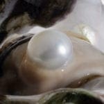 How Pearls are Formed